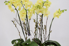 Yellow orchid Arrangement Starting, $85