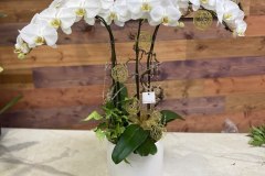 Christmas Orchid Planter, $295