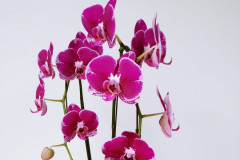 Double Stem  Colored orchid, $95